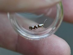 Gold-ribbon Argent (Argyresthia brockeella)