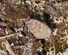 Dewy Ringlet (Erebia pandrose)