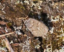 Fjellringvinge (Erebia pandrose)