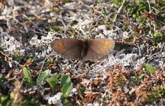 Dewy Ringlet (Erebia pandrose)