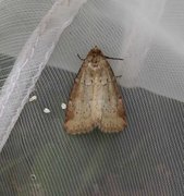 Small Dotted Buff (Photedes minima)