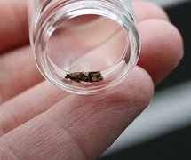 Spruce Bud Moth (Zeiraphera ratzeburgiana)