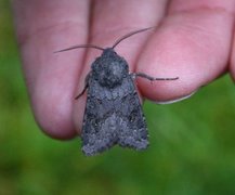 Grått lyngheifly (Aporophyla lueneburgensis)