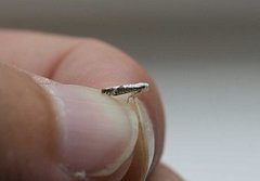Netted Argent (Argyresthia retinella)