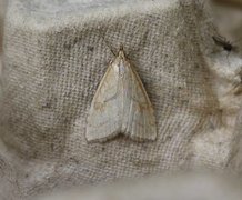 Pale Straw Pearl (Udea lutealis)
