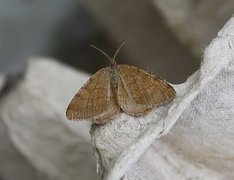 Rannoch Looper (Macaria brunneata)