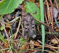 Fiolettbrunt jordfly (Euxoa recussa)