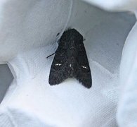 Black Rustic (Aporophyla nigra)