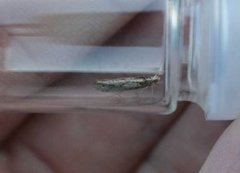 White-shouldered Smudge (Ypsolopha parenthesella)