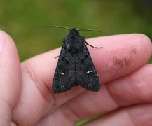 Stort lyngheifly (Aporophyla nigra)