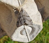 Treble-bar (Aplocera plagiata)