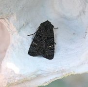 Black Rustic (Aporophyla nigra)