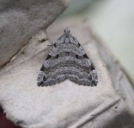 Treble-bar (Aplocera plagiata)