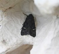 Black Rustic (Aporophyla nigra)