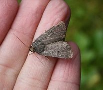 Mouse Moth (Amphipyra tragopoginis)