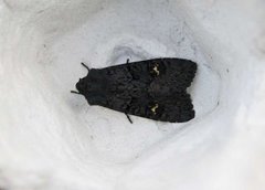 Black Rustic (Aporophyla nigra)