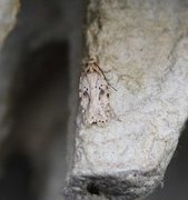 Agonopterix arenella