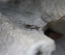White-shouldered Smudge (Ypsolopha parenthesella)