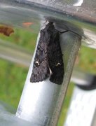 Black Rustic (Aporophyla nigra)