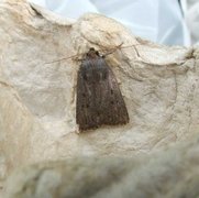 Mouse Moth (Amphipyra tragopoginis)