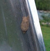 Konkavflatvikler (Acleris emargana)