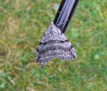 Treble-bar (Aplocera plagiata)