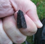 Black Rustic (Aporophyla nigra)
