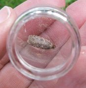 Common Flat-body (Agonopterix heracliana)