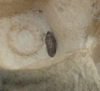 Brown Flat-body (Depressaria badiella)