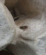 White-shouldered Smudge (Ypsolopha parenthesella)