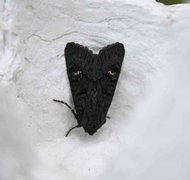 Black Rustic (Aporophyla nigra)