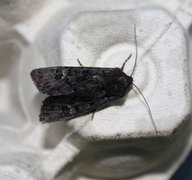 Black Rustic (Aporophyla nigra)