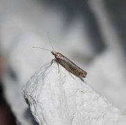 White-shouldered Smudge (Ypsolopha parenthesella)