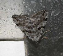 Treble-bar (Aplocera plagiata)