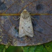 Yellow-line Quaker (Agrochola macilenta)