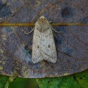 Rettlinjet høstfly (Agrochola macilenta)