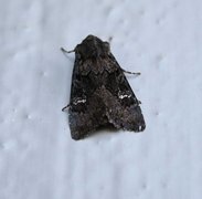 Black Rustic (Aporophyla nigra)