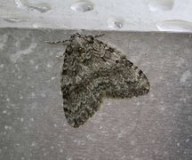 November Moth (Epirrita dilutata)
