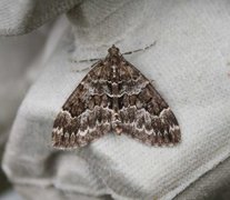 Edelgran-/granbarmåler (Thera britannica/variata)