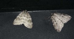 November Moth (Epirrita dilutata)