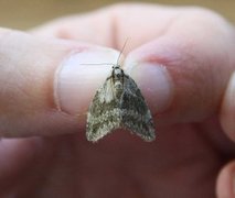 Pale November Moth (Epirrita christyi)