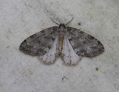 Pale November Moth (Epirrita christyi)