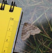 Northern Winter Moth (Operophtera fagata)