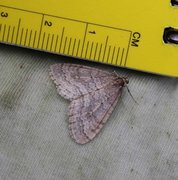 Northern Winter Moth (Operophtera fagata)