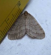 Northern Winter Moth (Operophtera fagata)