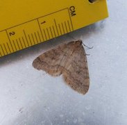 Northern Winter Moth (Operophtera fagata)