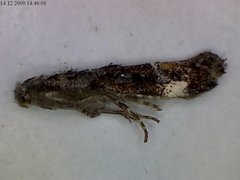 Large Dark Cosmet (Mompha conturbatella)