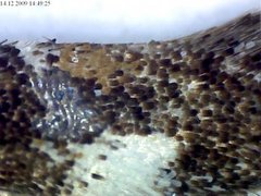 Large Dark Cosmet (Mompha conturbatella)