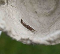 Leddvedsprellemøll (Ypsolopha dentella)