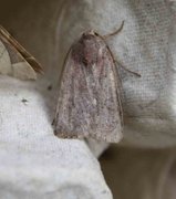 Neglected Rustic (Xestia castanea)
